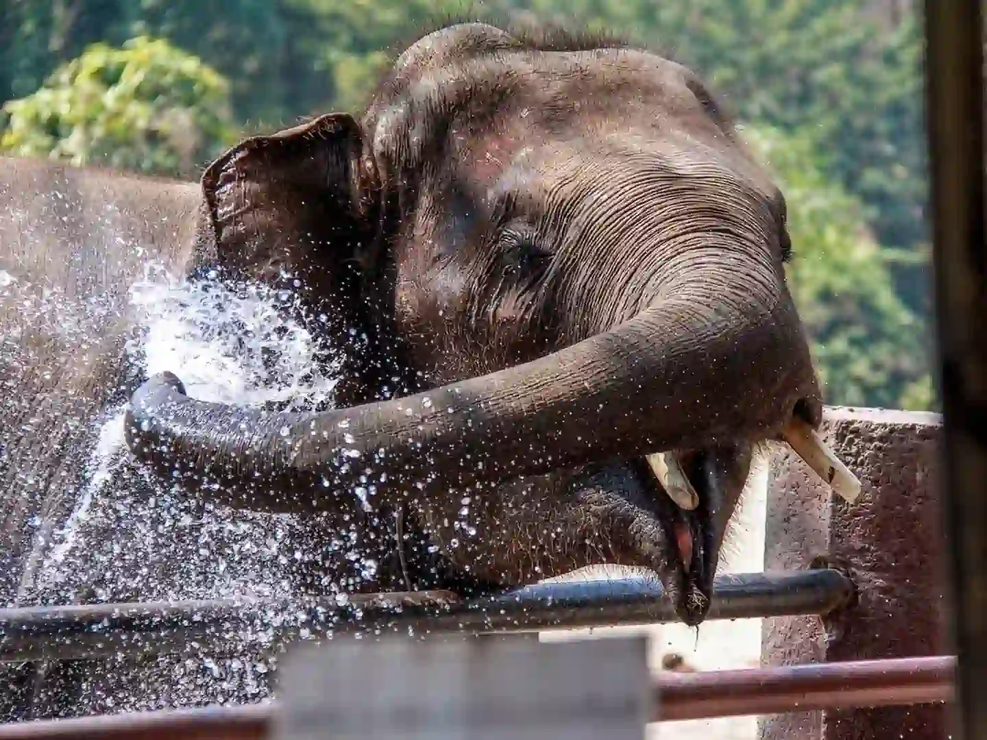 Słoń bawiący się wodą – sanktuarium słoni w Tajlandii
