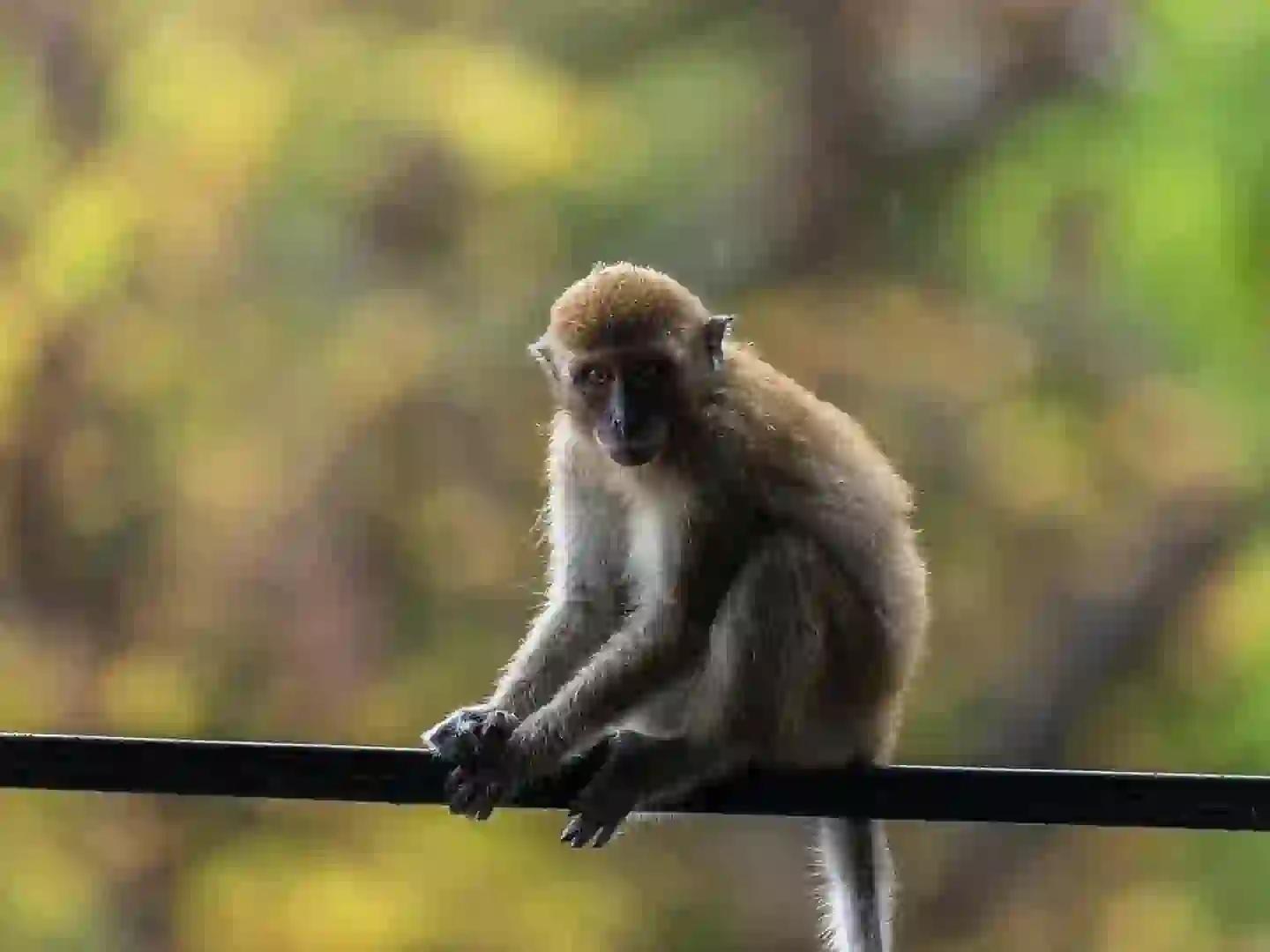 Małpa na gałęzi w tajskiej dżungli