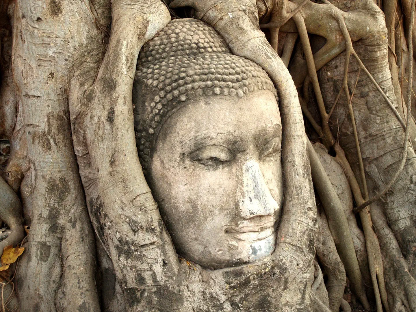 Głowa Buddy w korzeniach drzewa, Ayutthaya