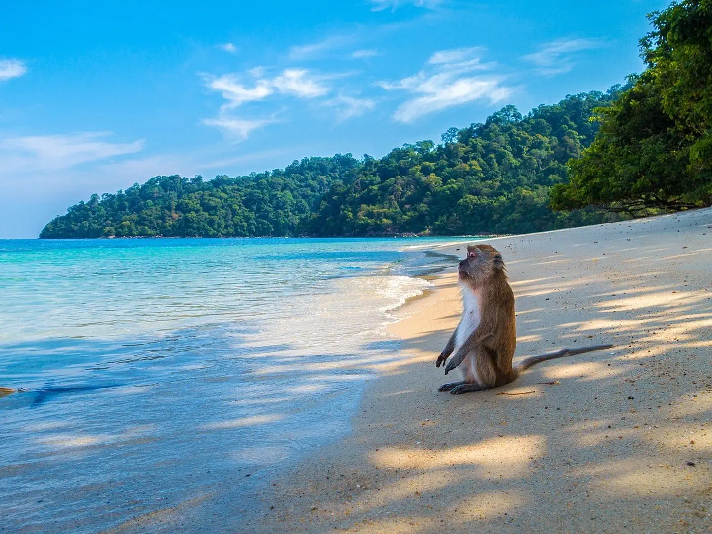 Małpa na plaży – natura Tajlandii