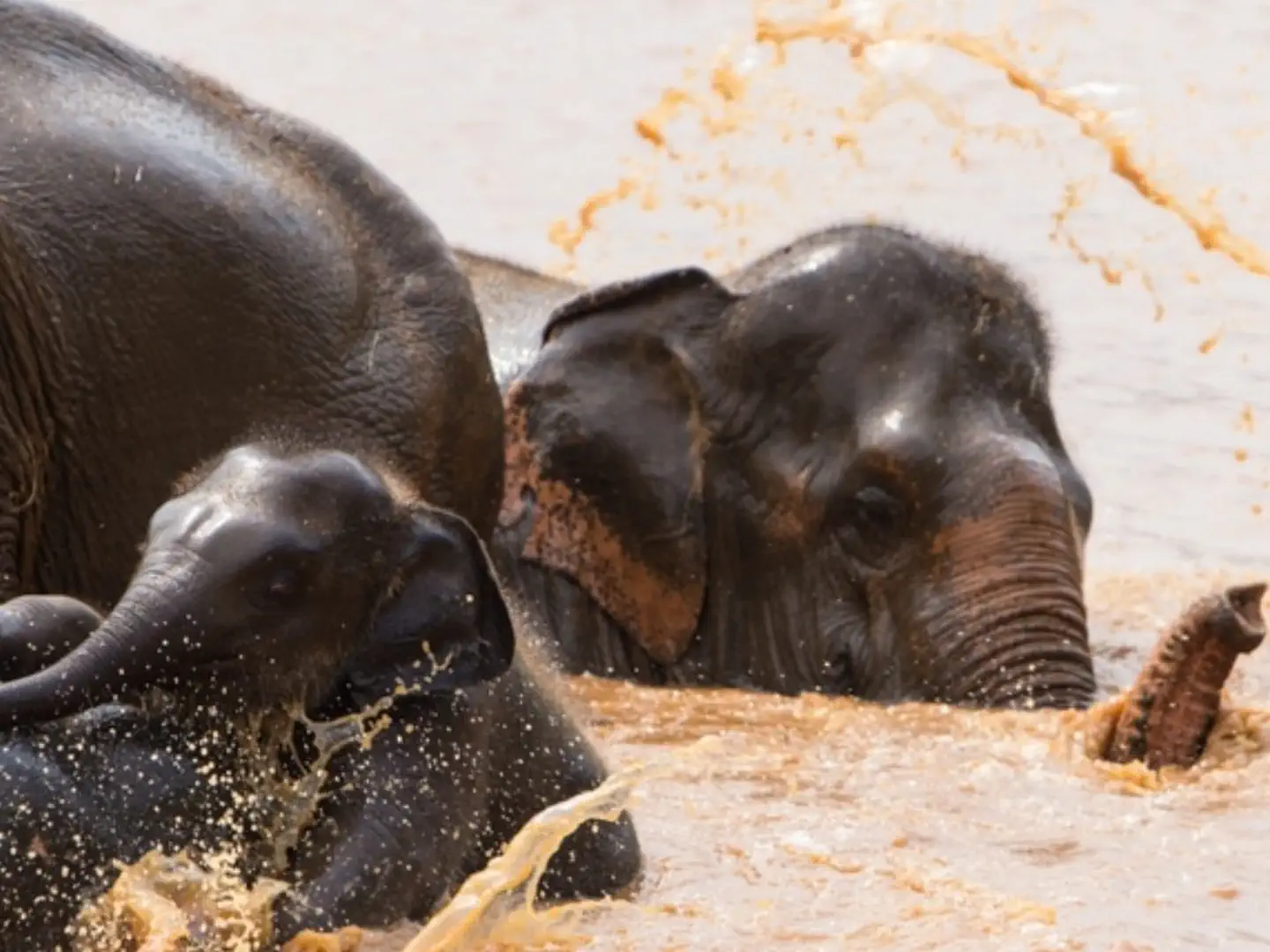 Słonie kąpiące się i bawiące w błotnistej wodzie w Elephant Nature Park w Tajlandii