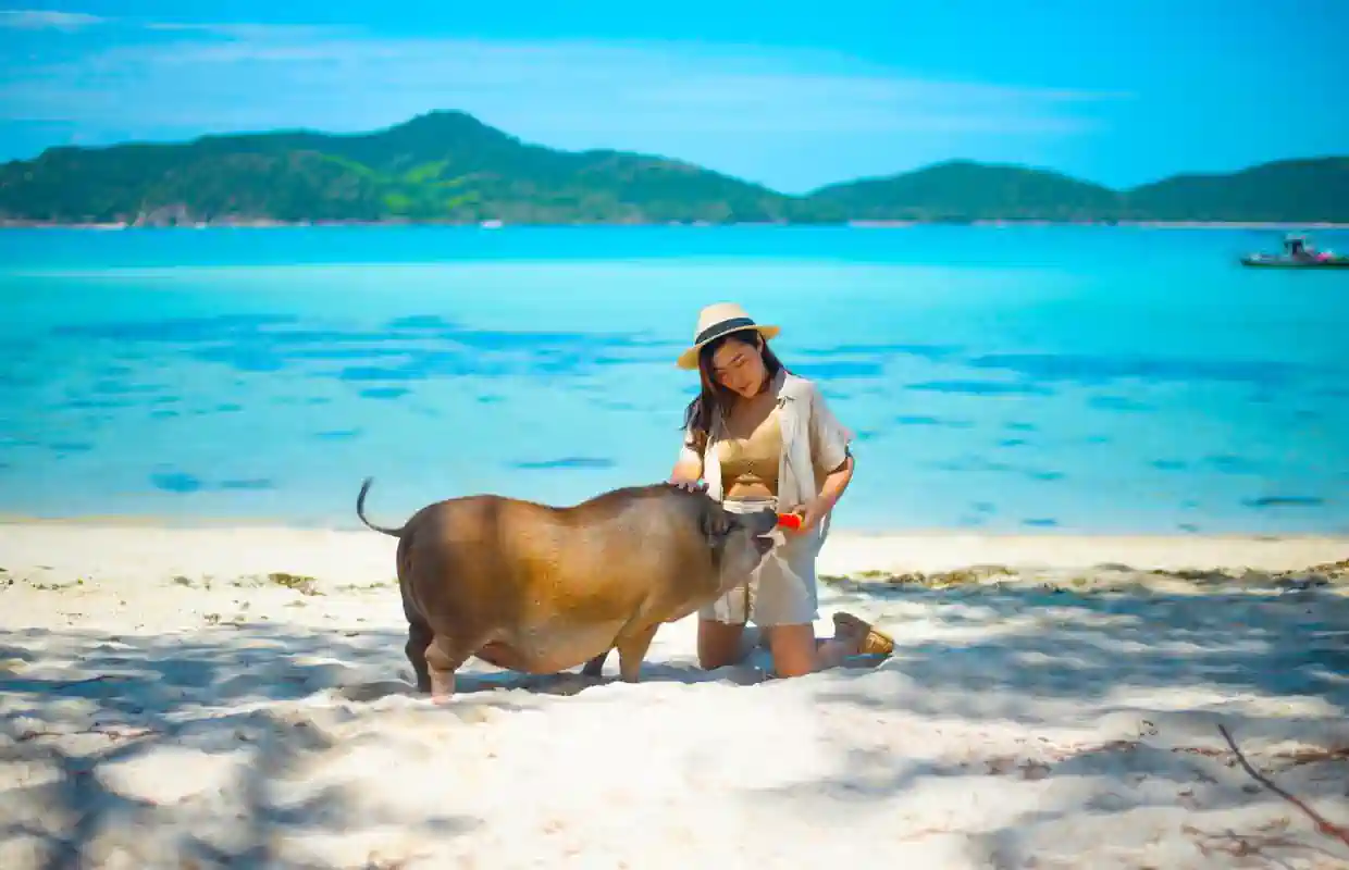 Koh Samui: Prywatna łódź długodystansowa na Wyspę Świń z nurkowaniem