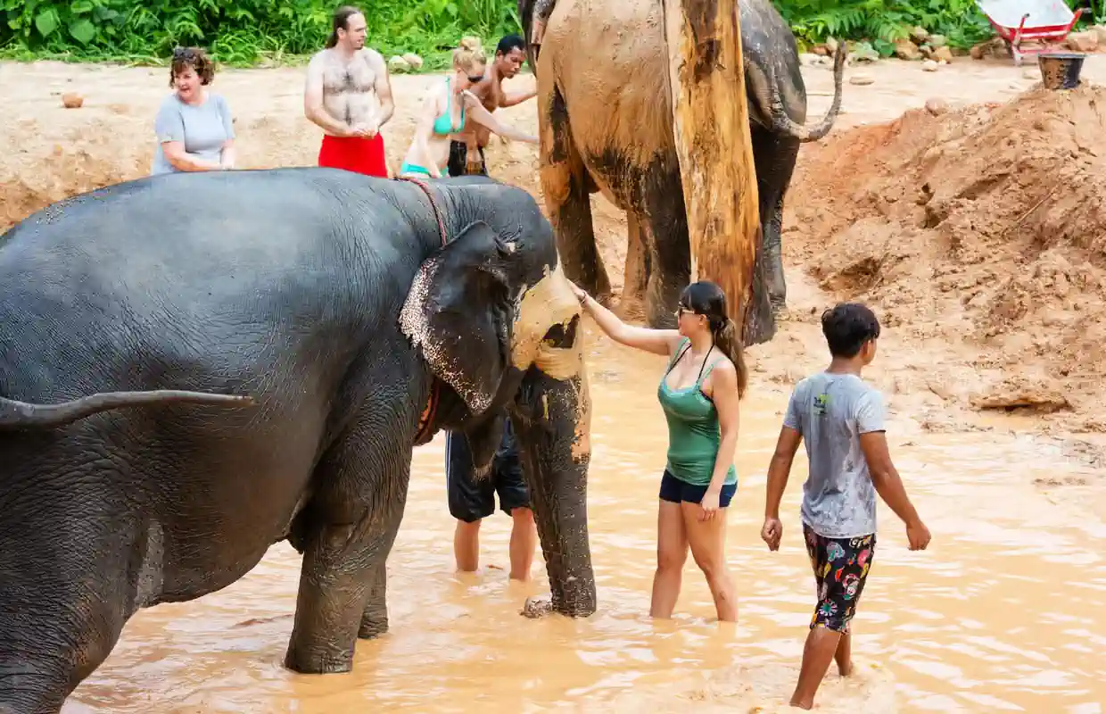 Phuket: Sanktuarium słoni w Phuket, Wat Chalong i nie tylko