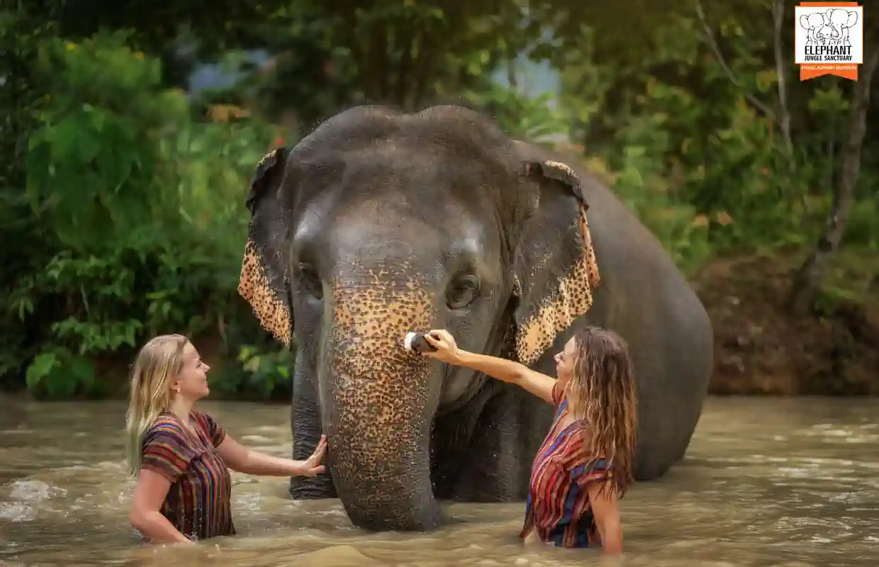 Phuket: Półdniowa wizyta w Sanktuarium Dżungli Słoni z posiłkiem