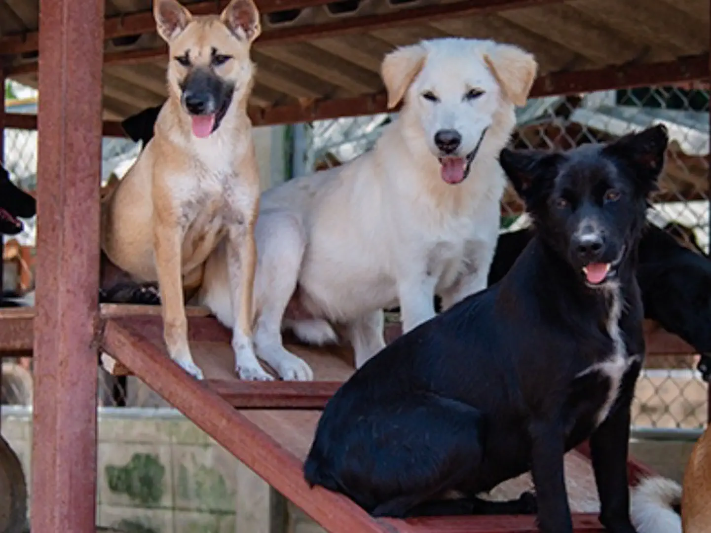 Bezdomne psy pod opieką Soi Dog Foundation na północy Phuket – schronisko i program adopcji zwierząt